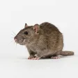Photographie d'identification d'un rat brun surmulot
