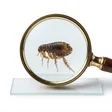 Photographie macro d'une puce de lit et parasite domestique