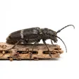 Photographie de termite et insectes xylophages du bois